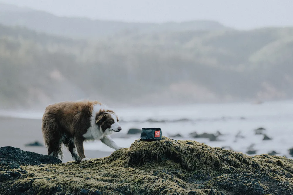 Benefits of Freeze-Dried Dog Food | ORIJEN&trade; Canada
